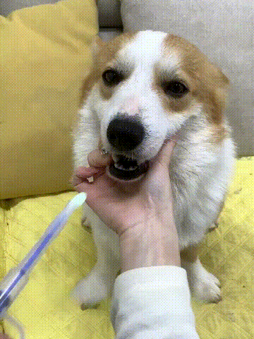 DoseMate™ - 🐶🐱 Pet Medicine Feeder 💊